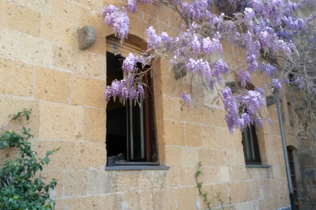 Glicine in fiore
