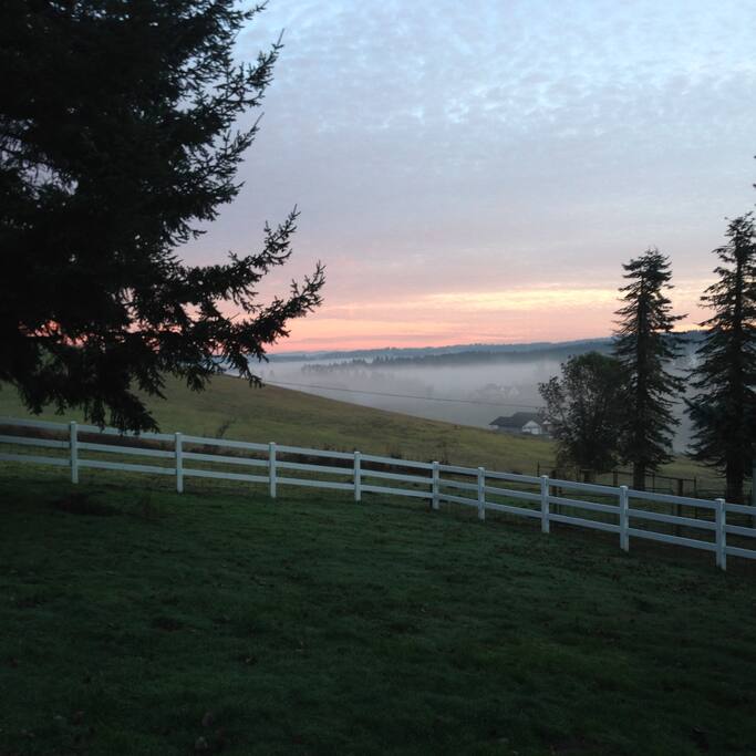 Morning fog rising over the vineyard