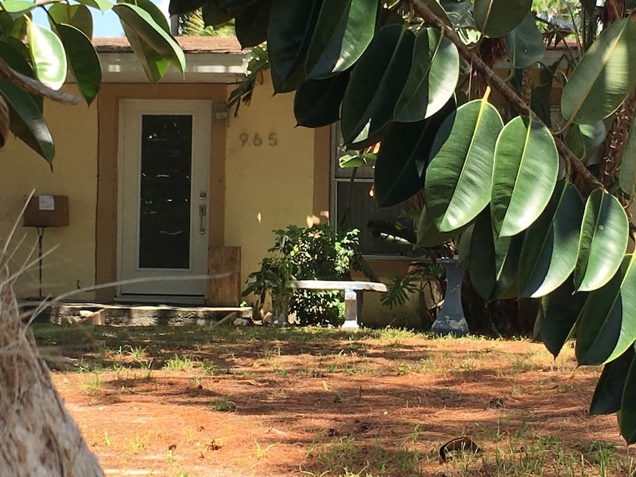 Cats hang out in the shade during the day and come in at night.
