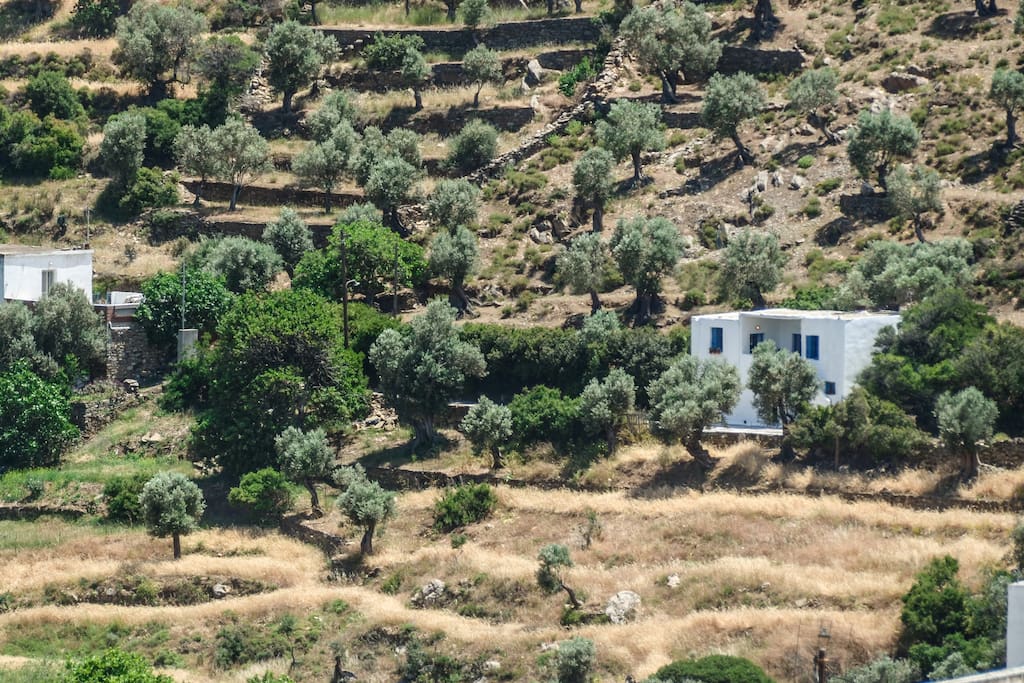 Surrounded by olive trees