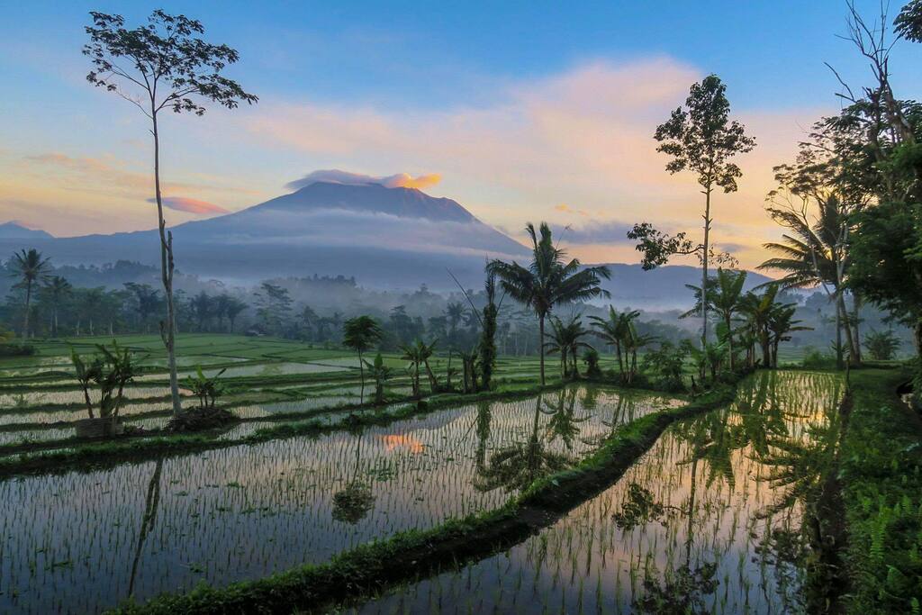 Walk the rice fields in the morning and you'll receive far more than you seek.