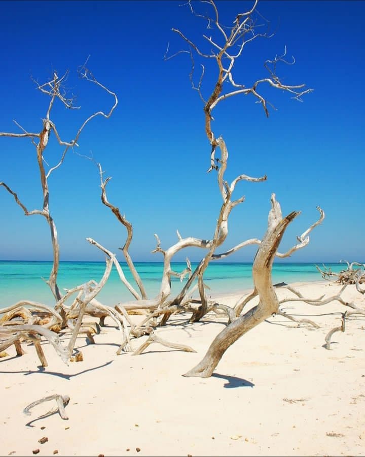 Dry, twisted trees rise from the soft white sand, contrasting with the clear turquoise waters. A clear blue sky stretches overhead, enhancing the serene coastal landscape.