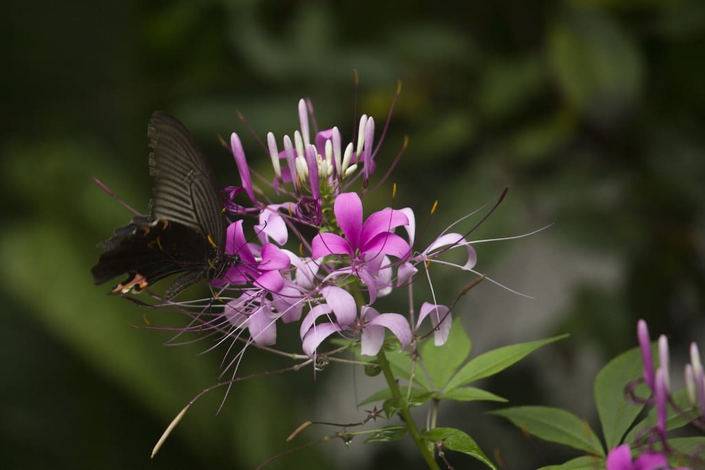 Flora and fauna