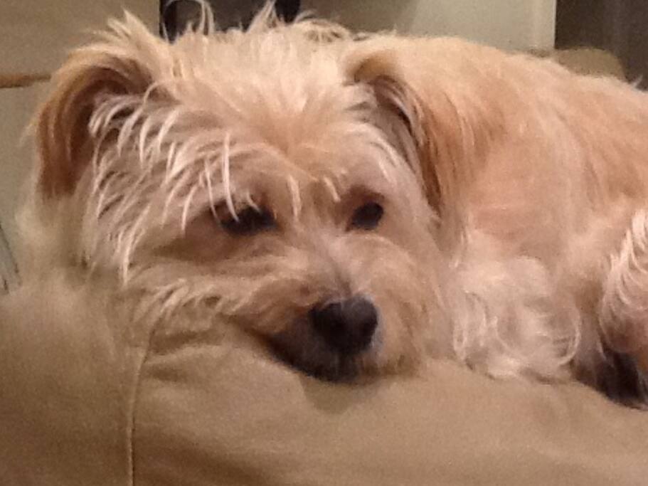 Small friendly 14 years old dog, Millie who loves company.