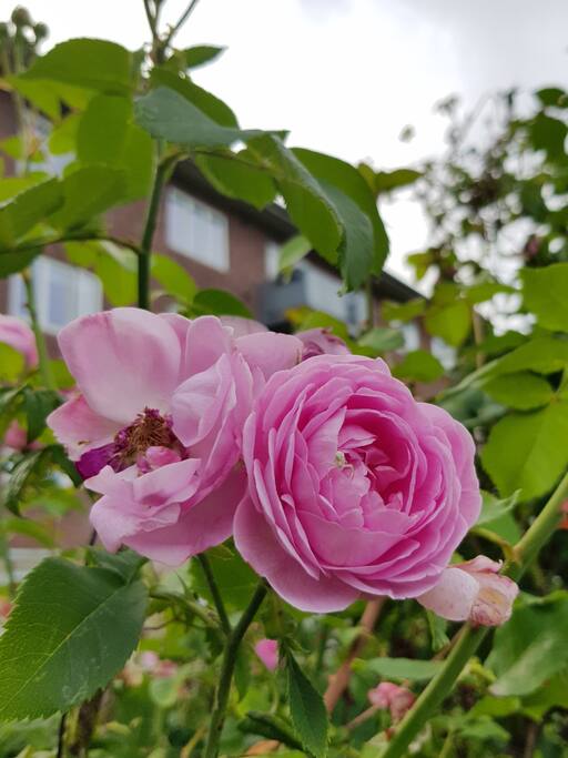Roses in my garden