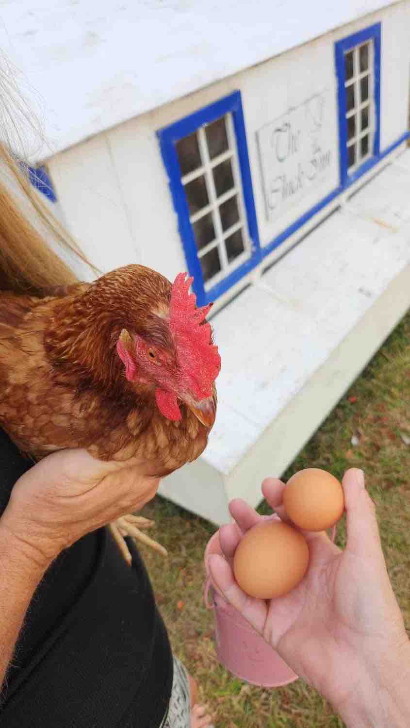 A hand holds two brown eggs while a chicken is being cradled in another arm. A small white chicken coop with blue accents is positioned in the background, adding a rustic touch to the setting.
