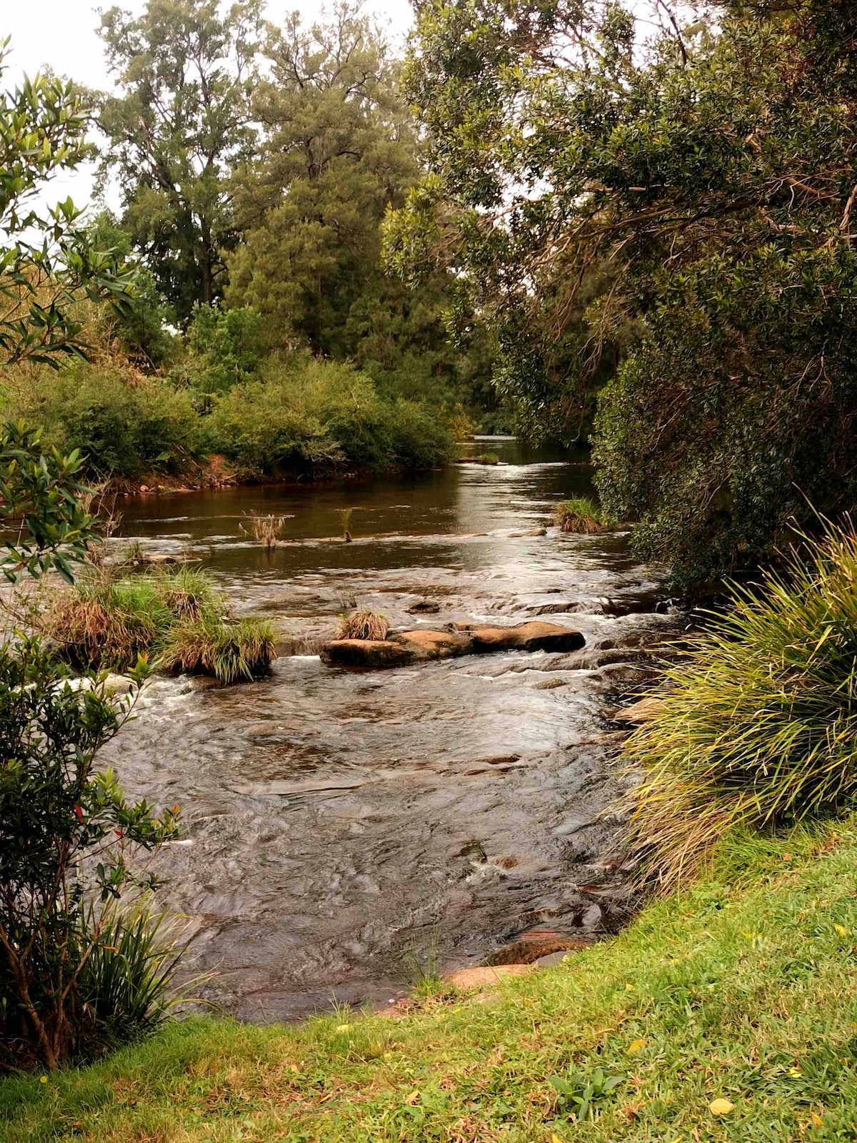 A tranquil river flows gently through a natural landscape, flanked by lush greenery and tall grass. Smooth stones are positioned along the water's edge, and foliage from nearby trees provides a serene backdrop, enhancing the peaceful setting.