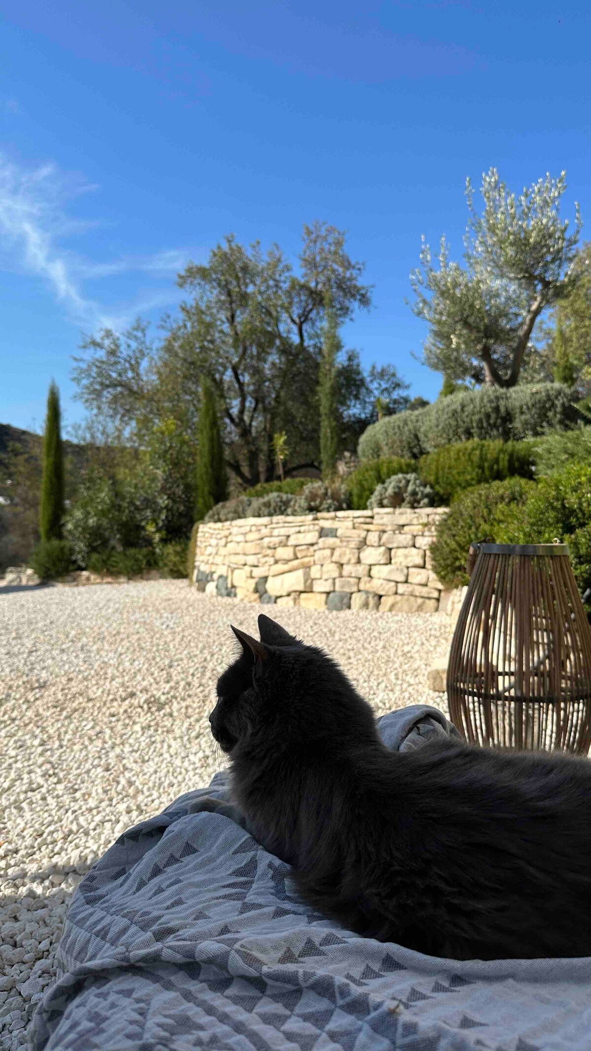 A peaceful outdoor scene features a dark gray cat resting on a textured blanket. The background showcases a landscaped garden with lush greenery, highlighted by stone walls and tall trees under a clear blue sky.