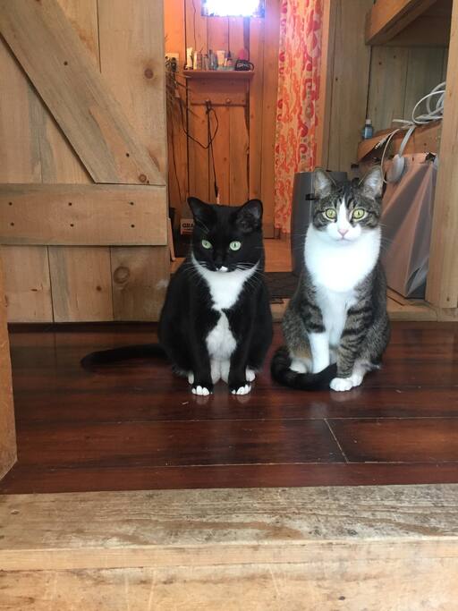 2/3 of your feline roommates in the hallway