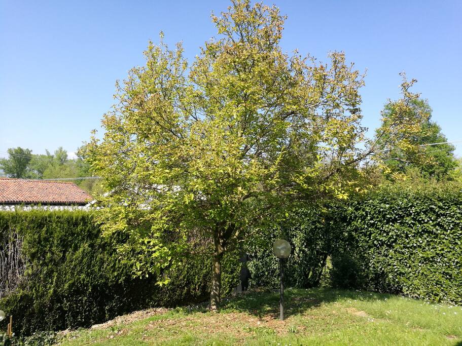 DETTAGLI DEL GIARDINO