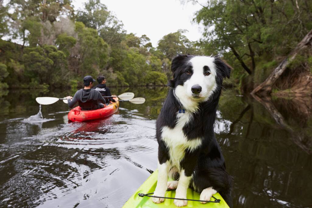 Meet Mojo. Our ultra friendly Border Collie.