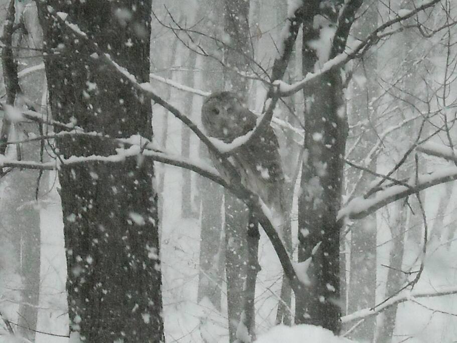 Barry the Barred Owl has been known to stop by.
