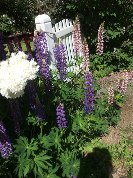 Lupines and a white lilac by the gate. Can you believe the lupines are considered a weed.