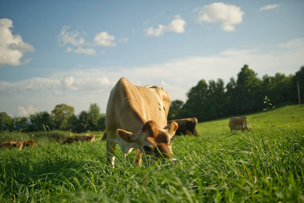 Our dairy cows munching on the green grass!