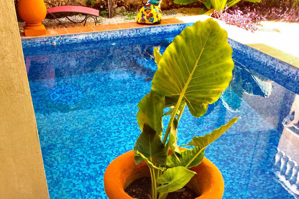 Jump in the pool