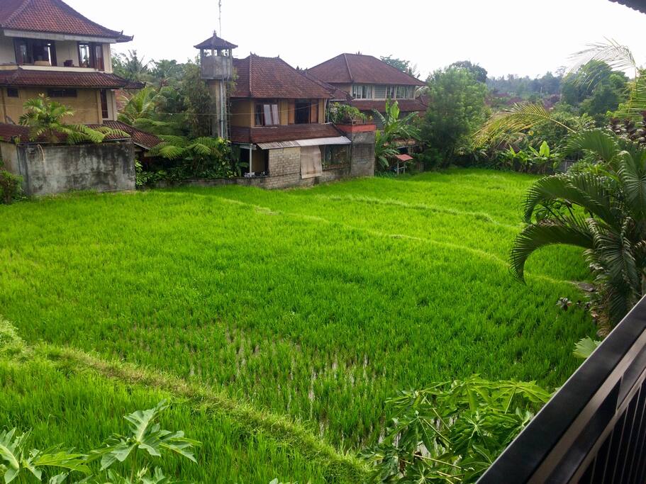 The rice paddis view from the 2nd floor at the bedroom balcony