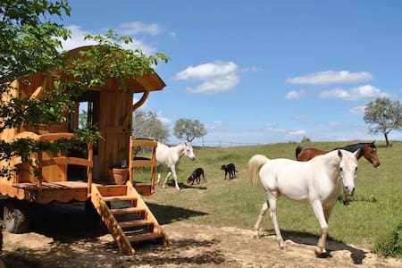 In Provence wooden trailer near Verdon and lakes