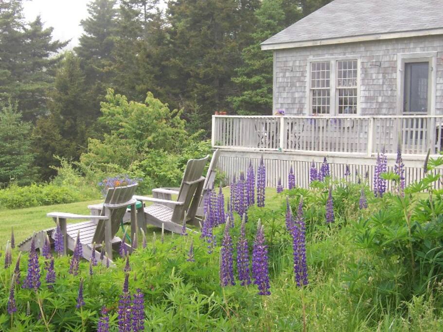 cottage front june