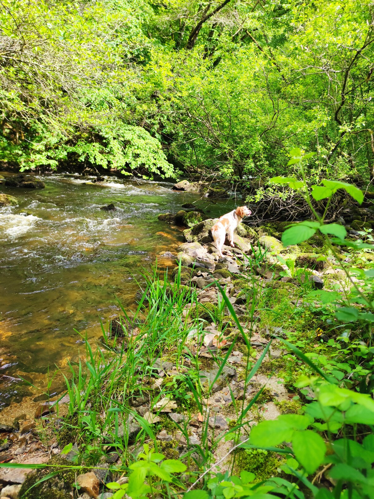 A serene natural setting is captured, featuring a clear stream flowing gently between lush greenery. Smooth rocks line the water's edge, where a dog is seen resting among the vibrant grass and foliage, complemented by various shades of green from the surrounding plants.