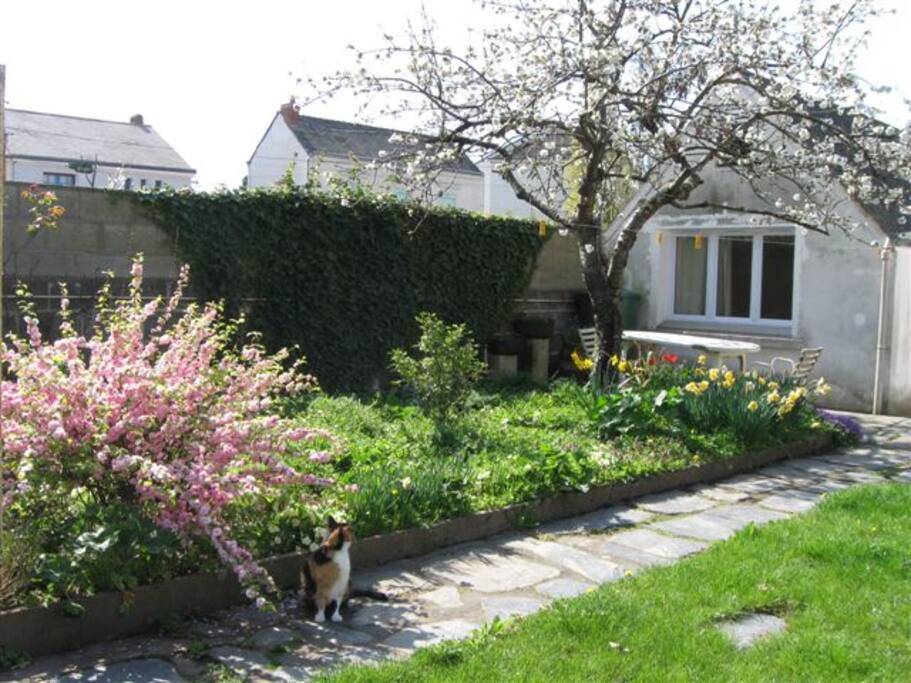 Le jardin au printemps avec un chat .