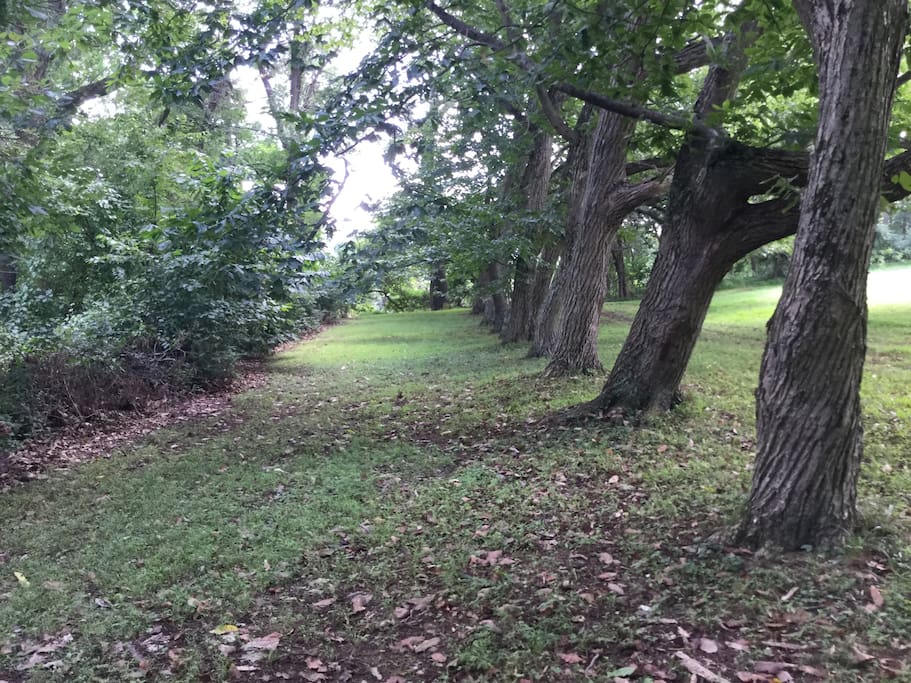 Chestnut Grove