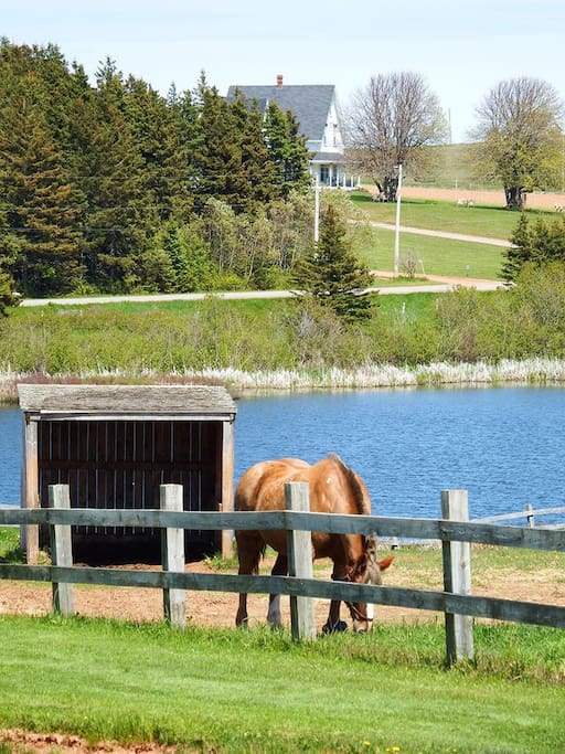 A view of Ingleside taken from the Anne of Green Gables Museum grounds