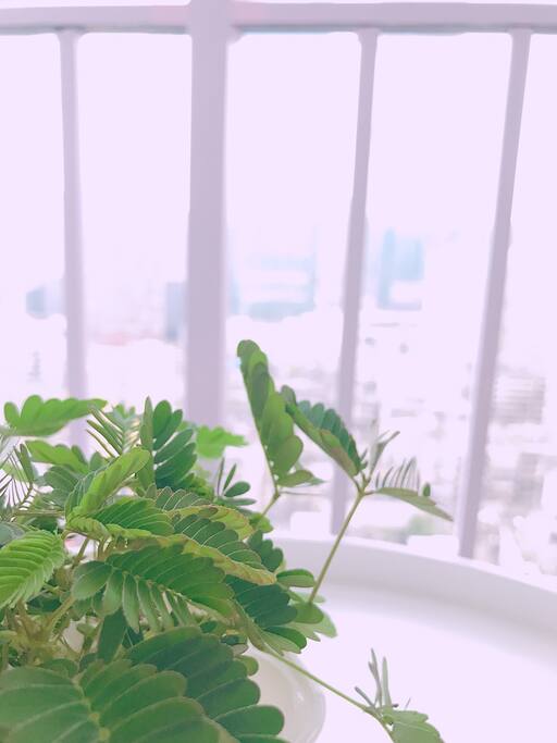 阳台,它是盆害羞的草草,不信你调戏它试试…
