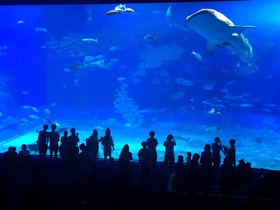 沖縄美ら海水族館 Motobu Chō旅游攻略 尽在airbnb爱彼迎