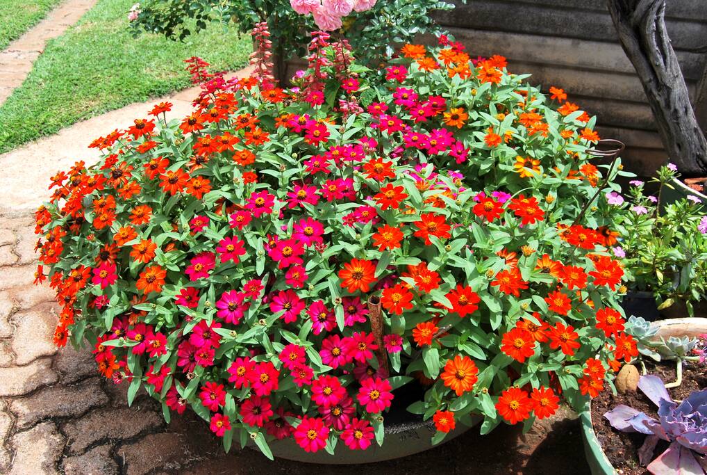 Beautiful flowers to enhance your senses