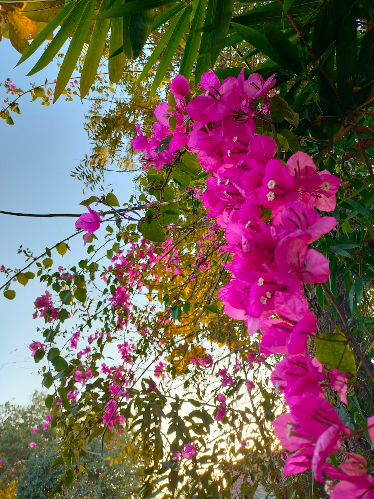 A vibrant display of bougainvillea flowers is shown, showcasing rich pink hues against a background of lush green leaves. Sunlight filters through, creating a warm glow that enhances the natural beauty of the scene.