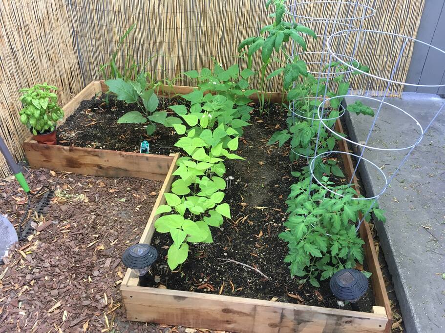 The Garden