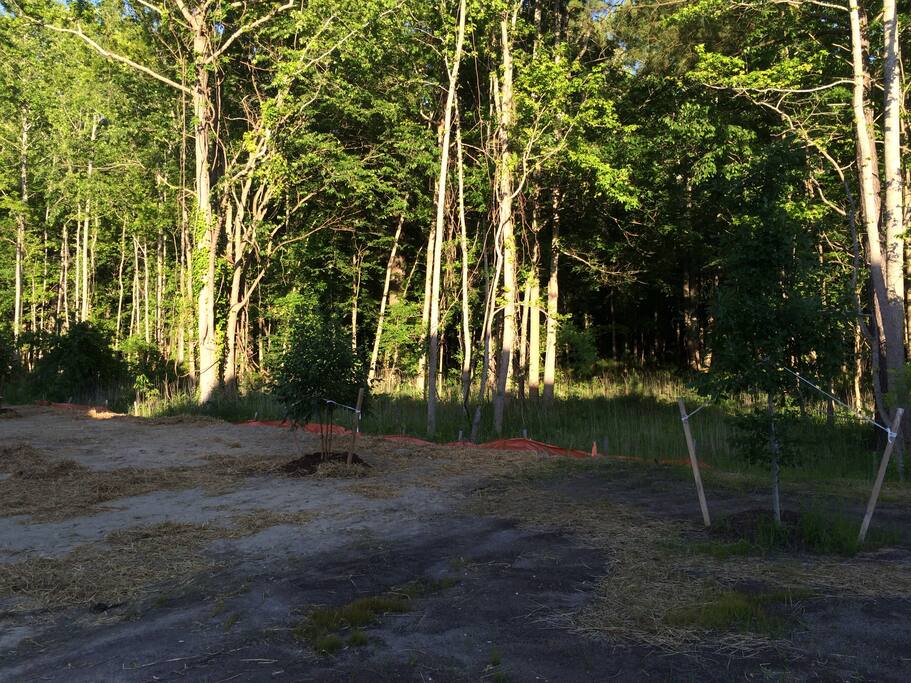 Natural preserve behind the house.