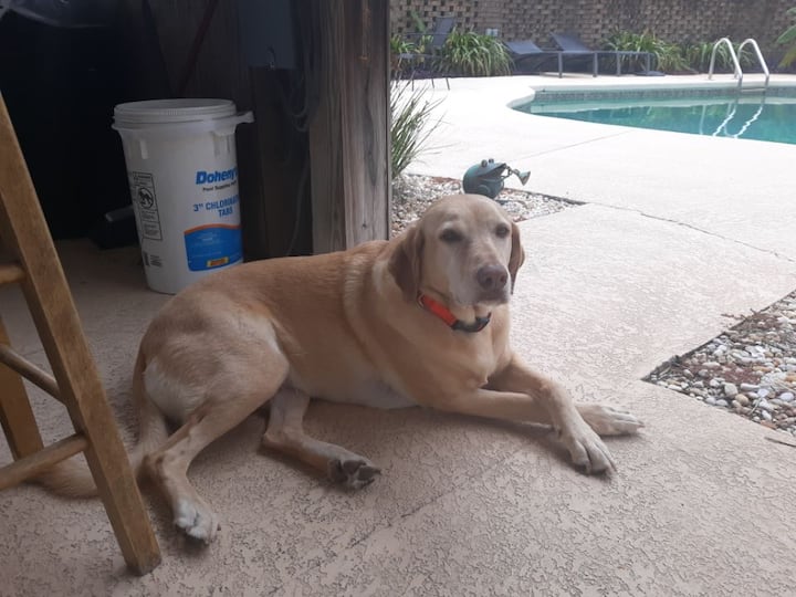 Top 10 PetFriendly Rentals In Waycross, Updated 2024 Trip101