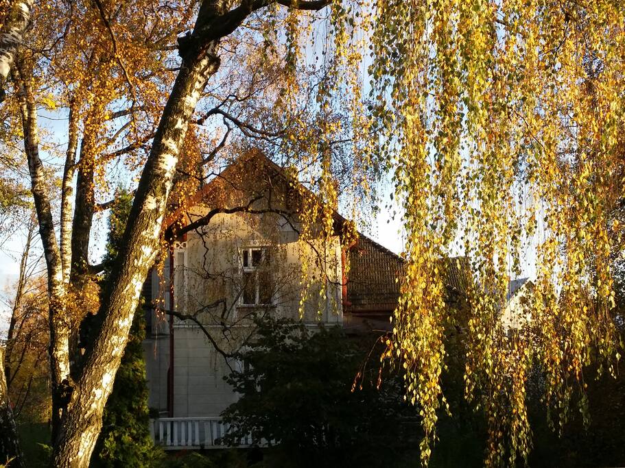 Jesienna sukienka brzozy
