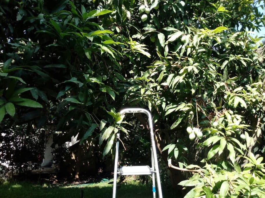 the mango tree