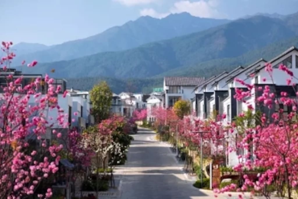 小区樱花盛开时的美景