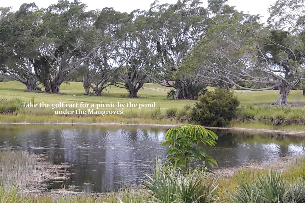A Picnic by the Pond under the Magnificent Mangroves