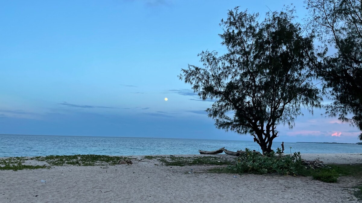 A serene beach scene features a calm ocean under a soft blue sky, with a full moon visible above the horizon. A solitary tree stands at the edge of the sandy beach, framing the tranquil view. Gentle waves can be seen lapping at the shore.