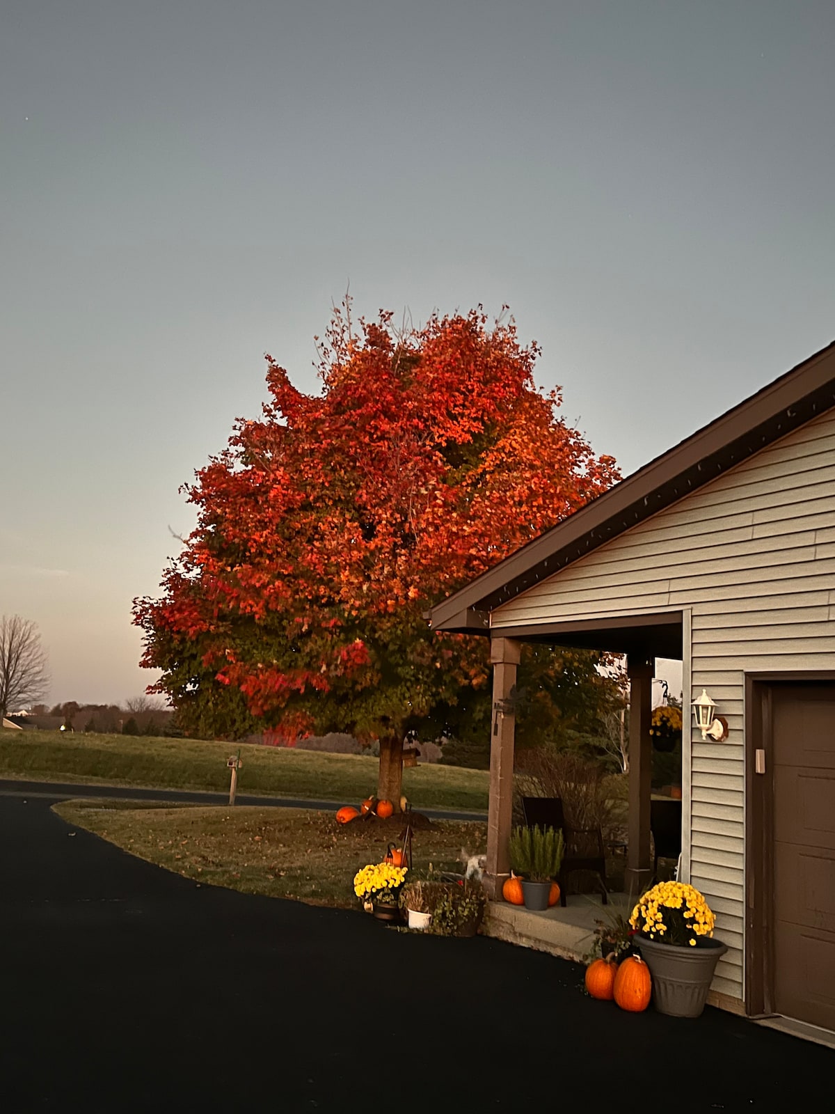 A vibrant tree showcases bright orange and red foliage near a warm-toned home. Potted yellow flowers and small pumpkins are placed decoratively at the entrance, while a dark driveway leads to the garage. Soft light highlights the autumn colors against a fading sky.