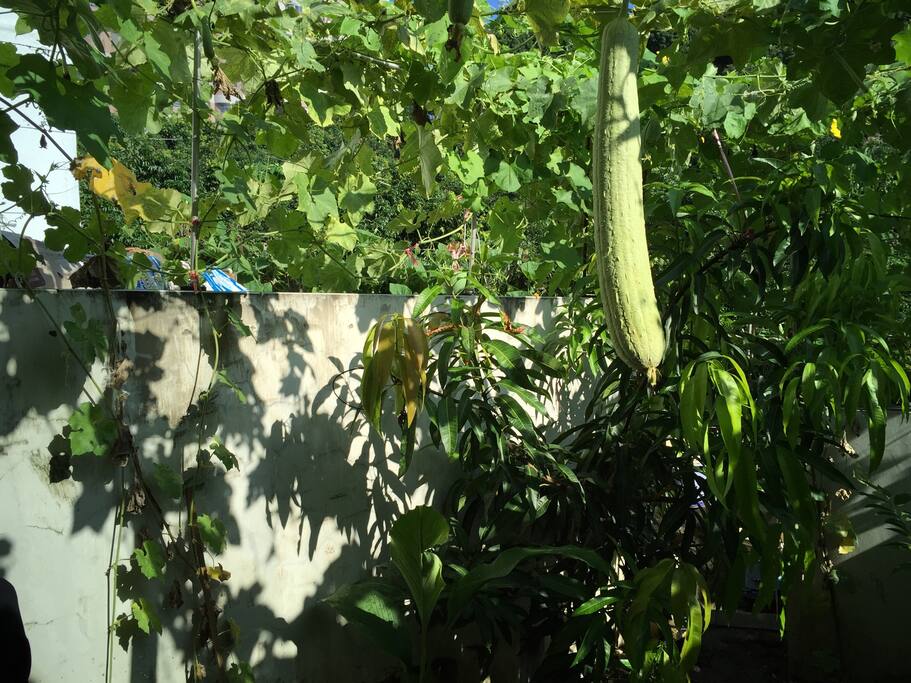 絲瓜園,來住宿時剛好有絲瓜成熟,可摘下煮食