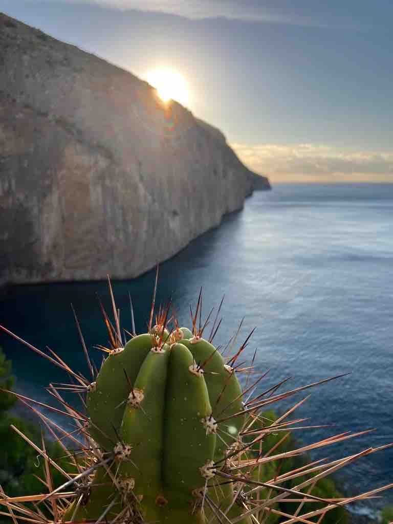 A green cactus stands in the foreground, showcasing its distinctive spines. In the background, a rocky cliff meets the calm sea, illuminated by the setting sun, casting warm hues over the landscape.