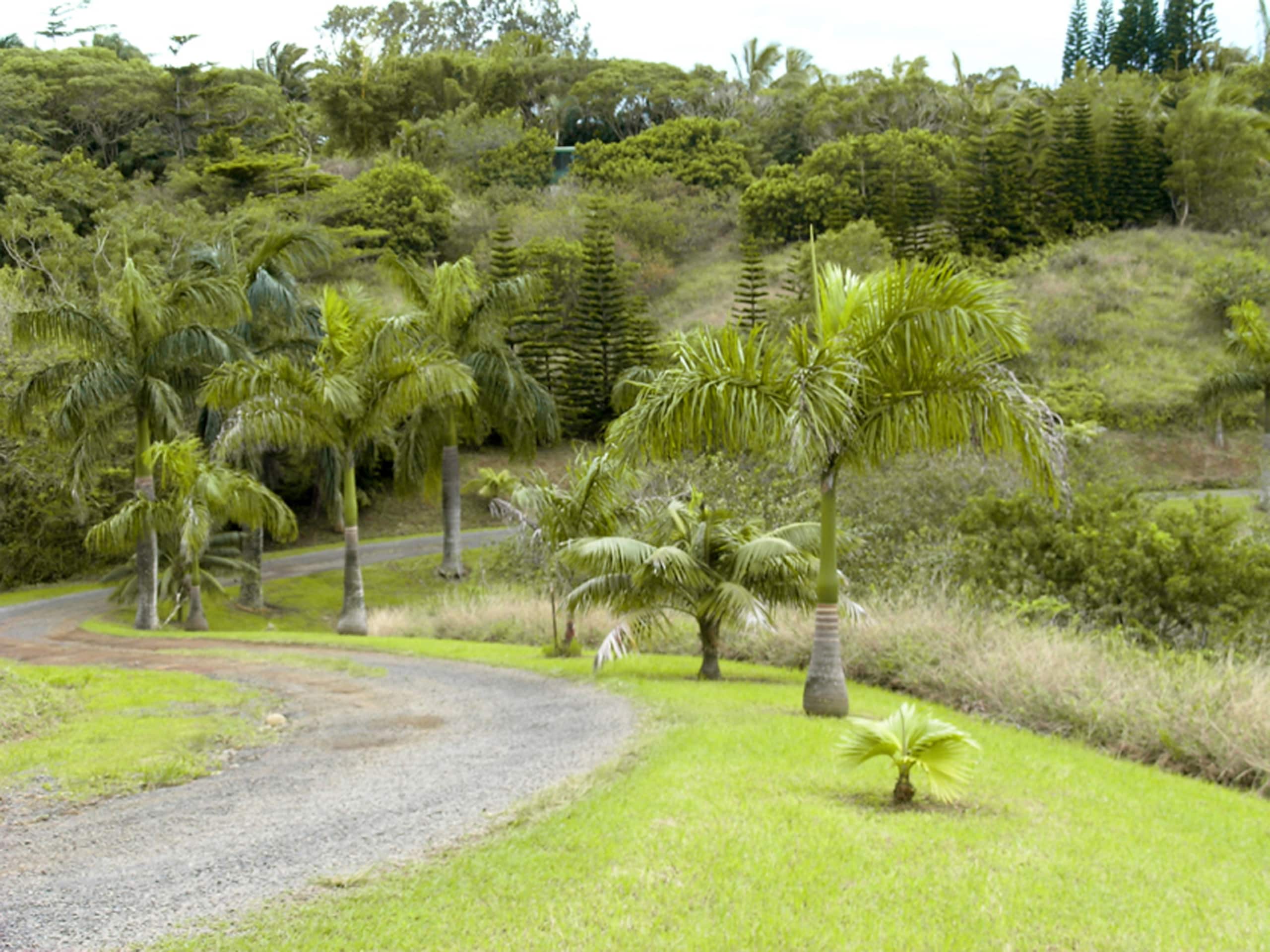 Guesthouse in Haiku-Pauwela · ★4.88 · Studio · 3 beds · 1 private bath - Image 15