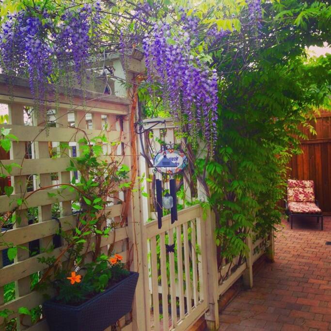Wisteria, the view from the living room window.