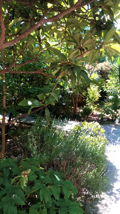 The Mediterranean garden.