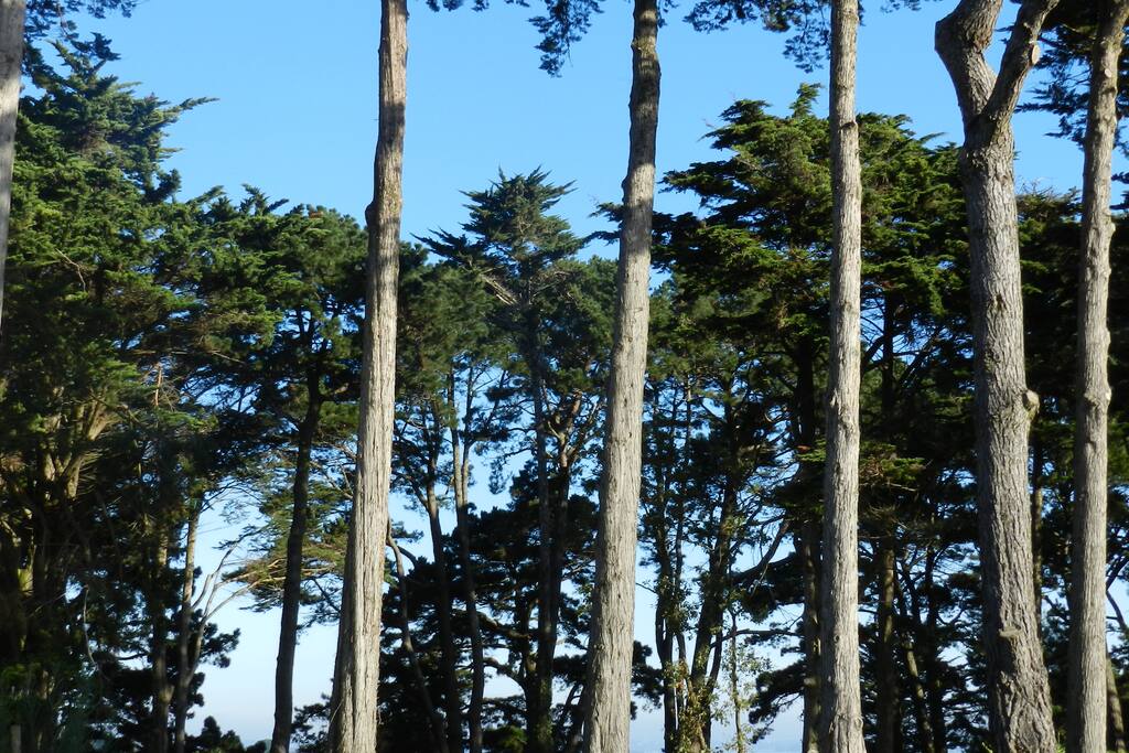 les pins du jardin