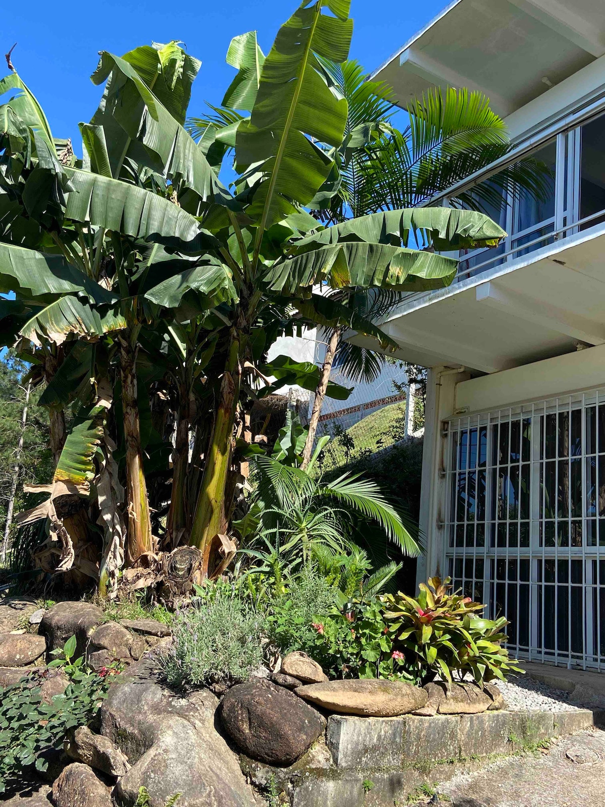 Lush tropical plants surround the entrance of the loft, featuring large banana trees and vibrant greenery. A stone wall provides texture, integrating the natural landscape with the modern architecture of the building, which is enhanced by large windows allowing for ample natural light.
