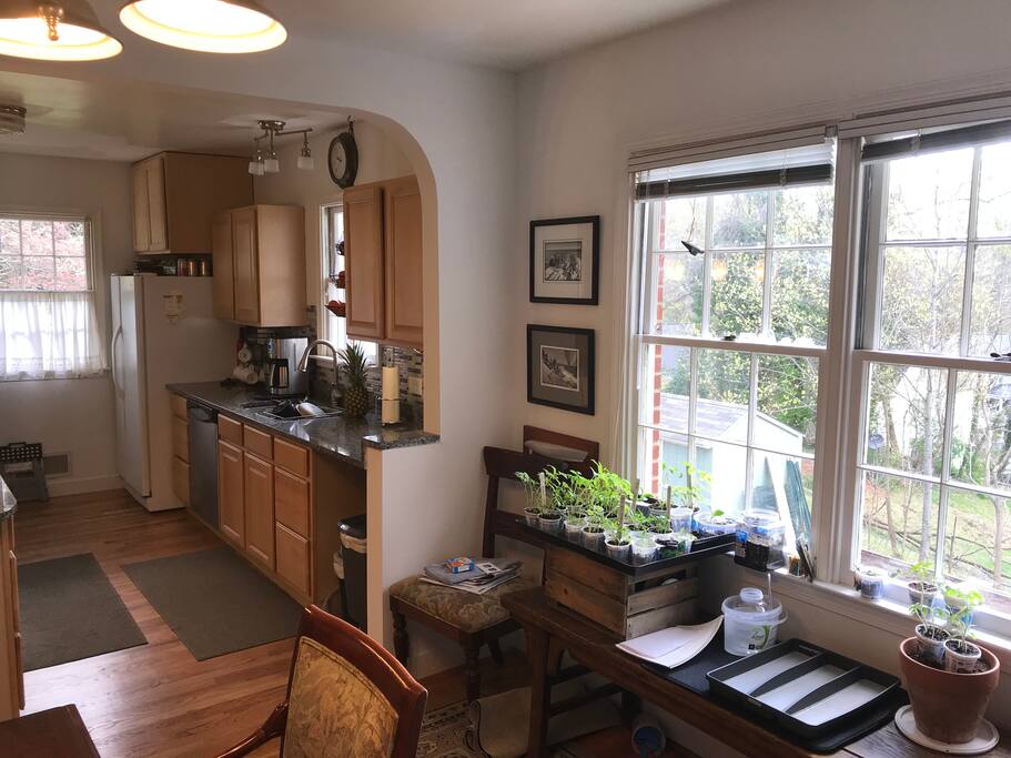 Kitchen and back window.