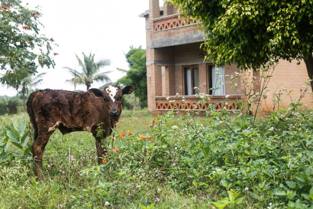 Pet Farm at Our Native Village