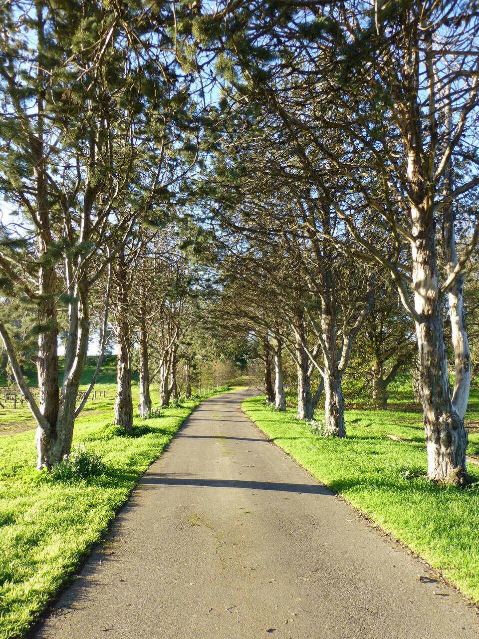 Strathlyn Lemon Tree Spa