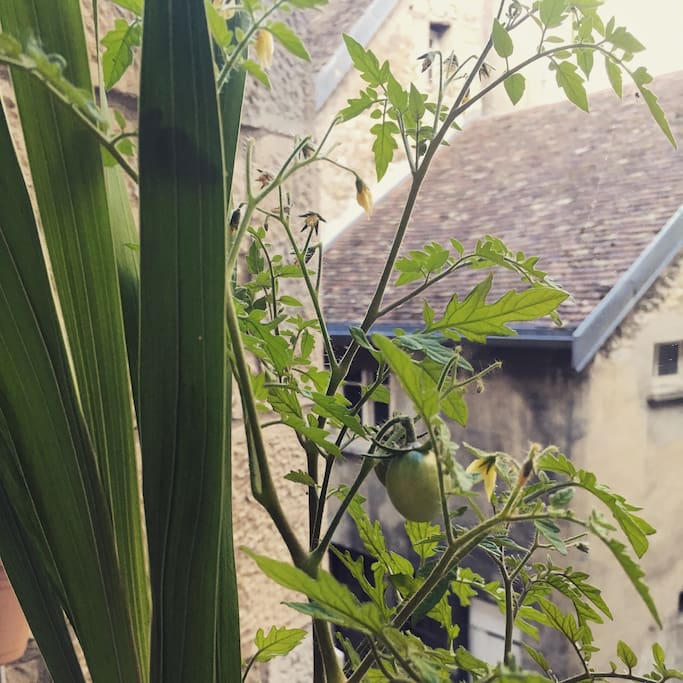 Les petites tomates sur le balcon